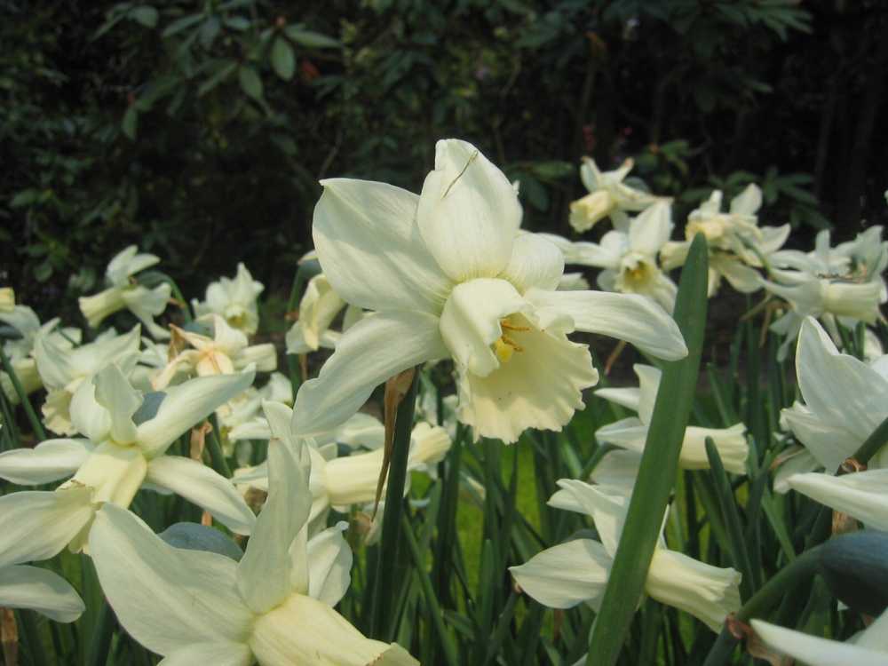 Narcissus cyclamineus 'Jenny' (Alpenveilchenartige Narzisse)